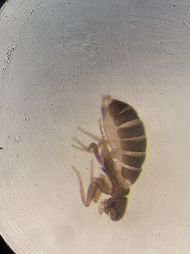 Chonocephalus
