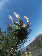 Pinus remota