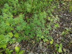 Galium intermedium