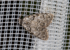 Meganola strigula