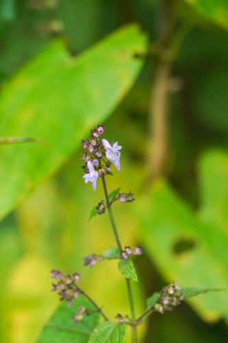 Image of Salvia japonica by (c) WATANABE Hitoshi 渡辺仁, some rights reserved (CC BY)