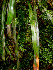 Hymenophyllum polyanthon
