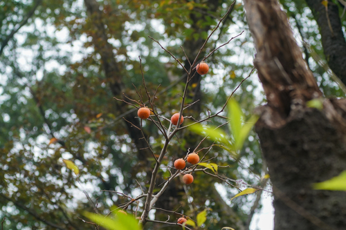 Diospyros kaki