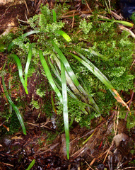Haplopteris elongata