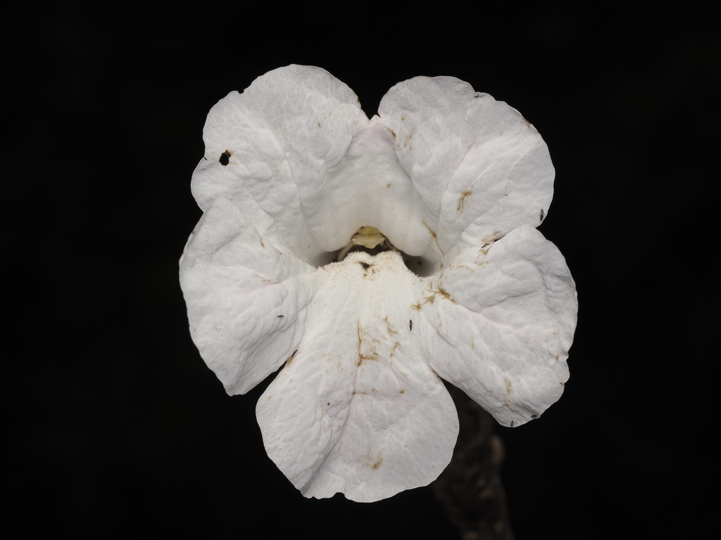 Tabebuia bullata