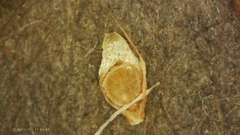 Short-beaked beakrush (Rhynchospora caduca)