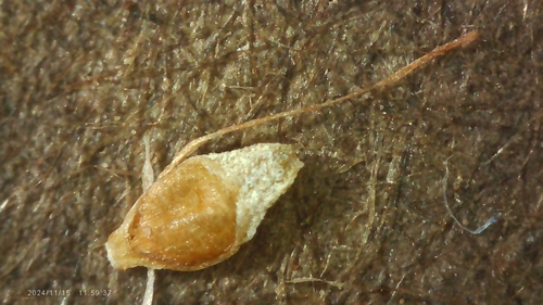 Image of Rhynchospora caduca by no rights reserved