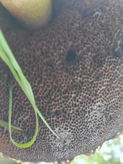 Boletellus ananas image