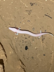 Proteus anguinus anguinus