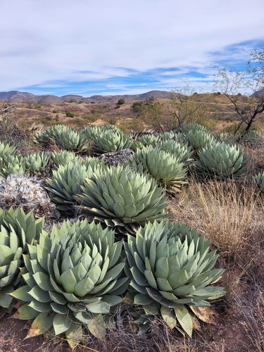 Agave parryi