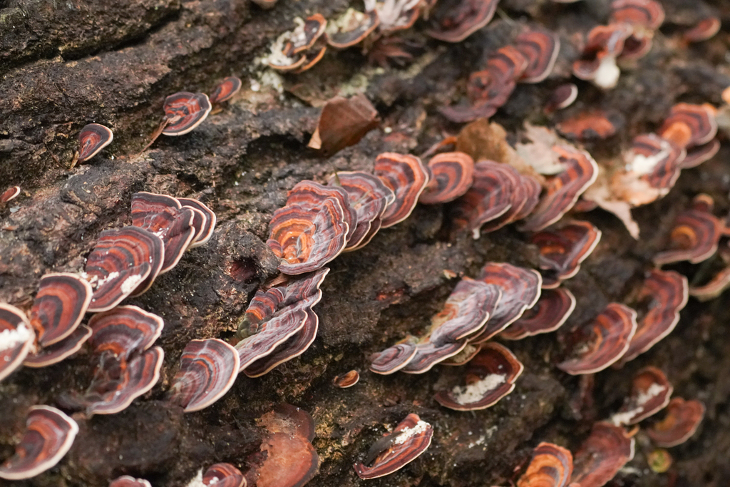 Microporus affinis · November 2024 · photo: © tbc_watanabe (iNaturalist, cc-by)