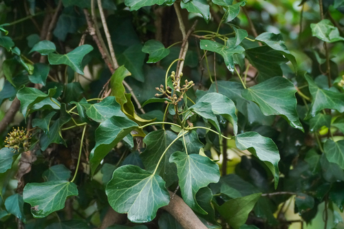 Image of Hedera rhombea by (c) WATANABE Hitoshi 渡辺仁, some rights reserved (CC BY)