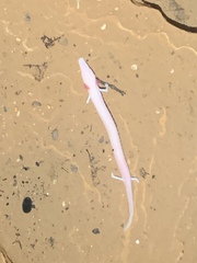 Proteus anguinus anguinus