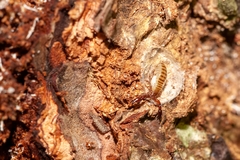Cheliferidae