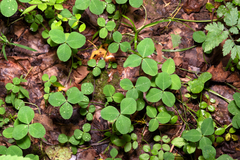 Trifolium stoloniferum