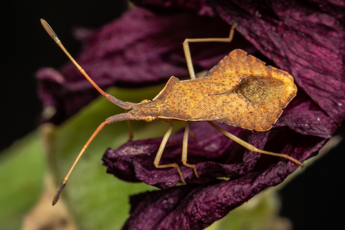 Rhombic Leatherbug, photo 3 of 10