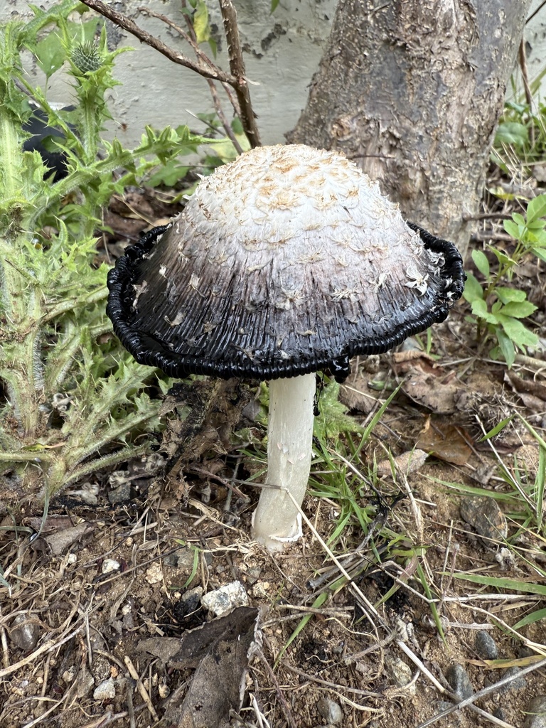 Coprinus comatus comatus