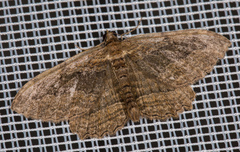 Philereme transversata