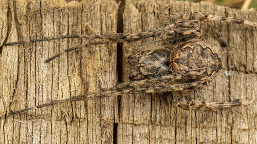 Larinioides ixobolus