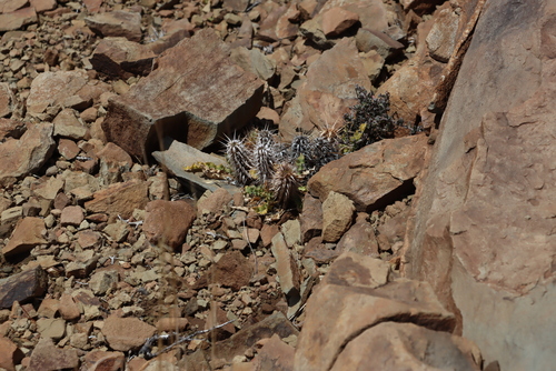 Gariep Spikeviolet (Acanthopsis hoffmannseggiana)