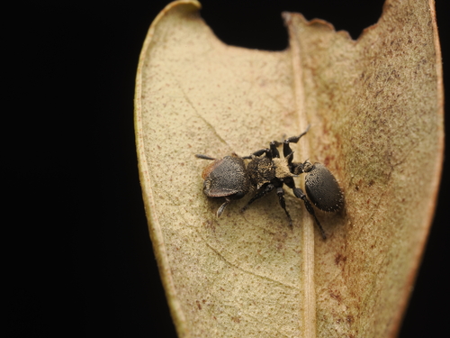 Cephalotes auricomusCephalotes auricomus