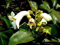 Amphilophium