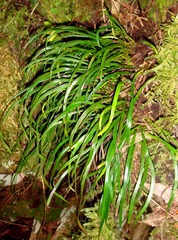 Haplopteris elongata