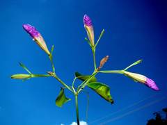 Bignonia corymbosa