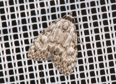 Meganola strigula