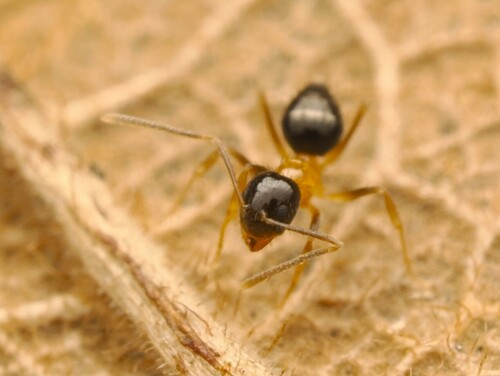 Nylanderia disatraNylanderia disatra