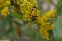Megacyllene decora