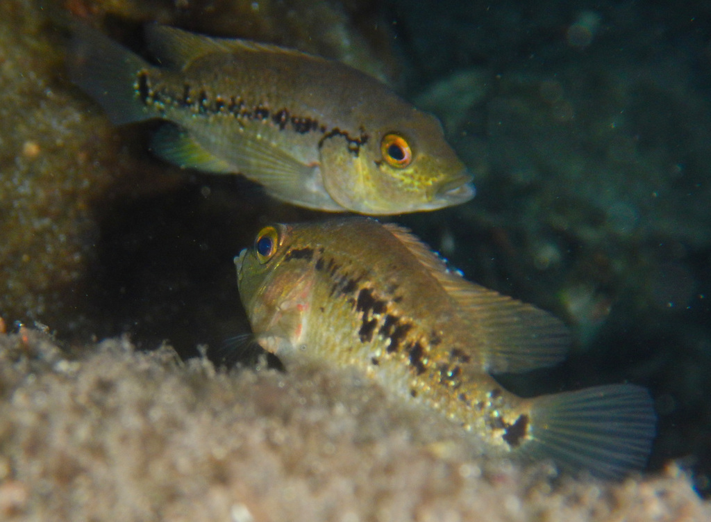 Barton's Cichlid