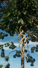 Godmania aesculifolia