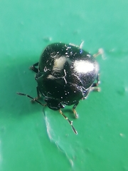 Coptosoma scutellatum