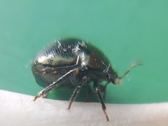 Coptosoma scutellatum