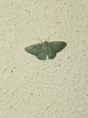 Phaiogramma etruscaria
