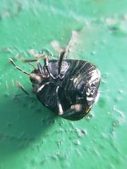 Coptosoma scutellatum