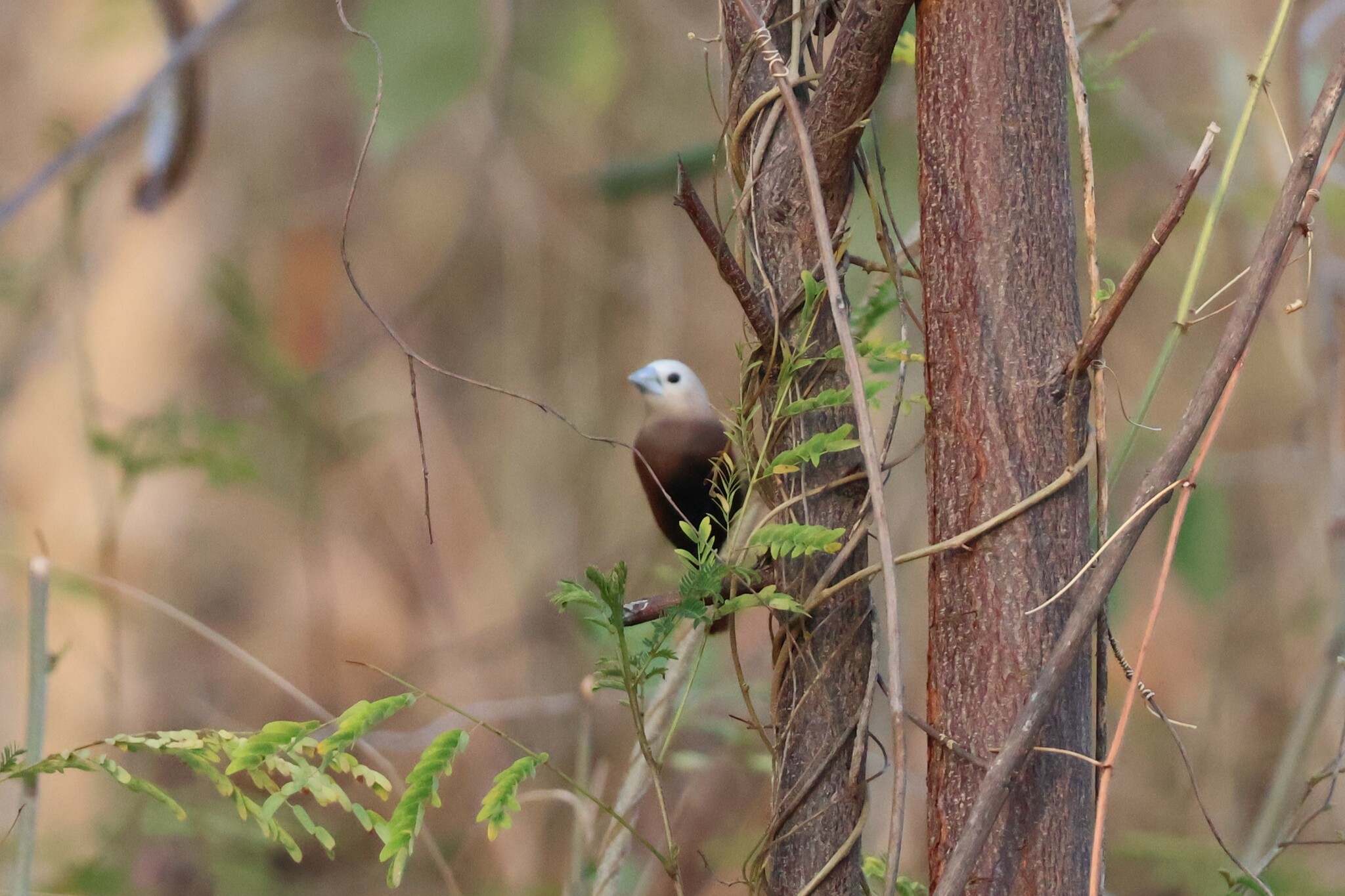White-headed Munia