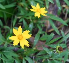 Coreopsis pubescens