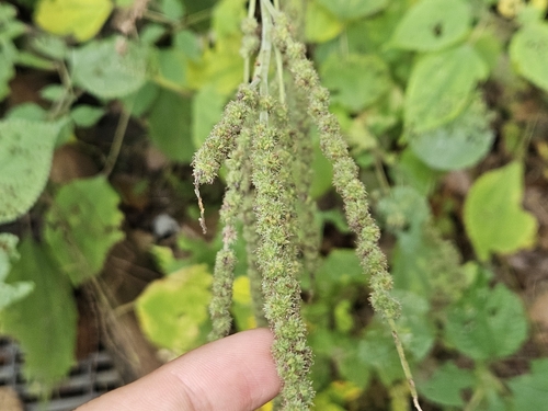 Boehmeria platanifolia (Boehmeria platanifolia)