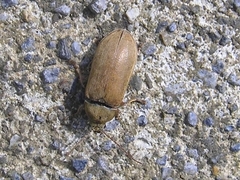 Dascillus cervinus