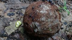 Bertholletia excelsa