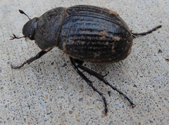 Phyllophaga cribrosa