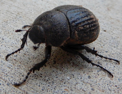 Phyllophaga cribrosa