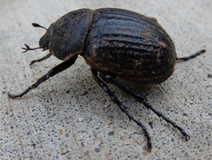 Phyllophaga cribrosa