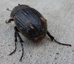 Phyllophaga cribrosa
