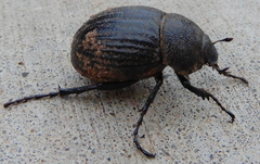 Phyllophaga cribrosa