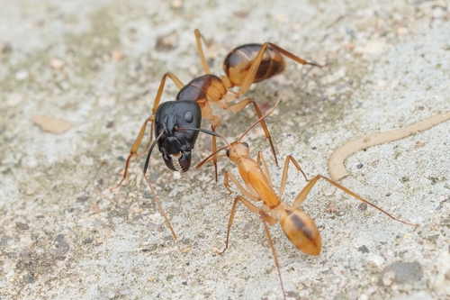 Spotted Sugar Ant