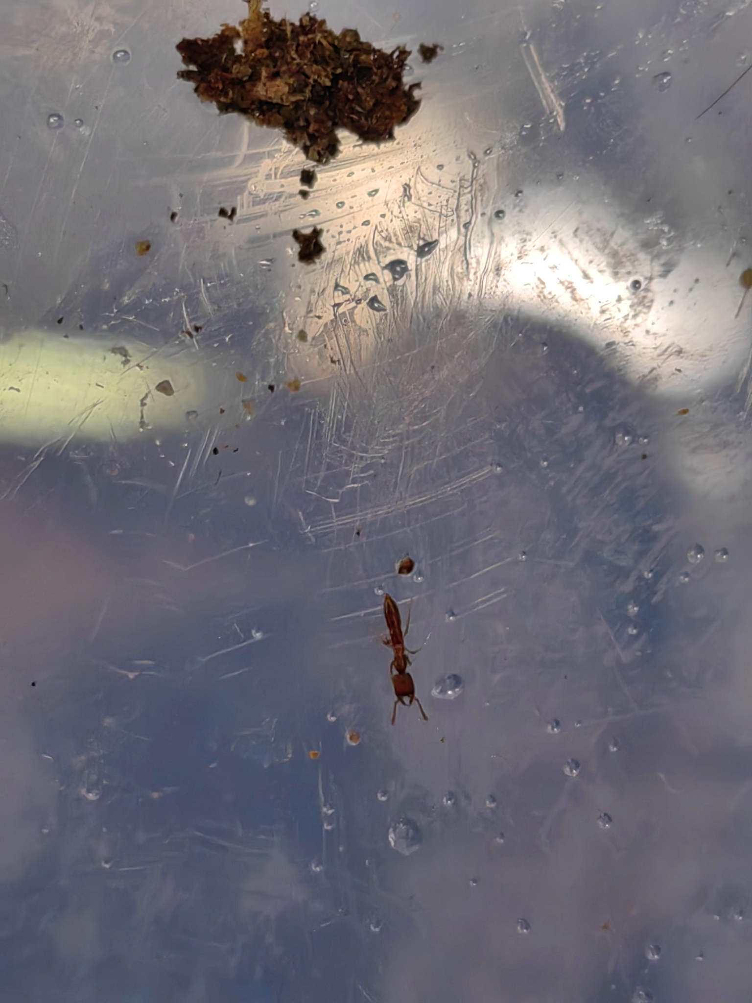 Stigmatomma amblyops