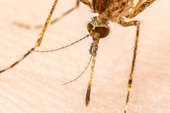 Coquillettidia richiardii